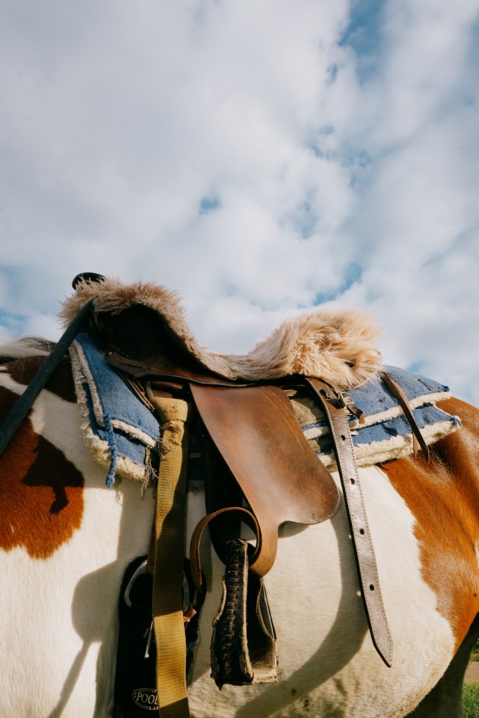 A beautiful white and brown Italian horse