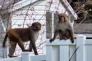 central-floridians-beware-wild-monkeys-on-the-loose