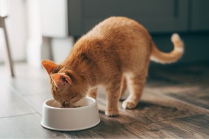 pet-brand-recalls-food-after-cat-dies-from-bird-flu