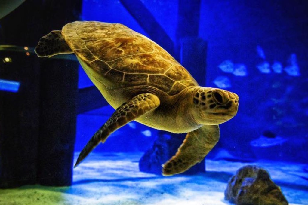 sea-turtle-with-bubble-butt-syndrome-can-swim-again-with-3d-printed-harness