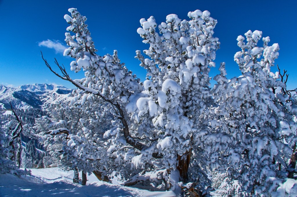 two-utah-brothers-share-a-harrowing-avalanche-escape