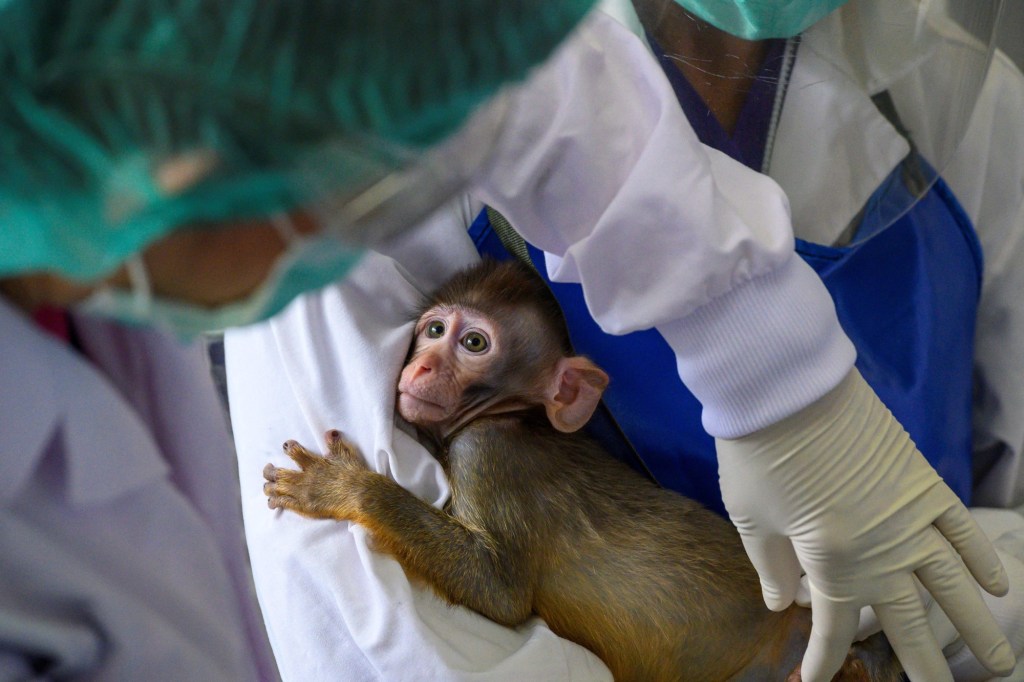 Bangkok Neutering Macaque