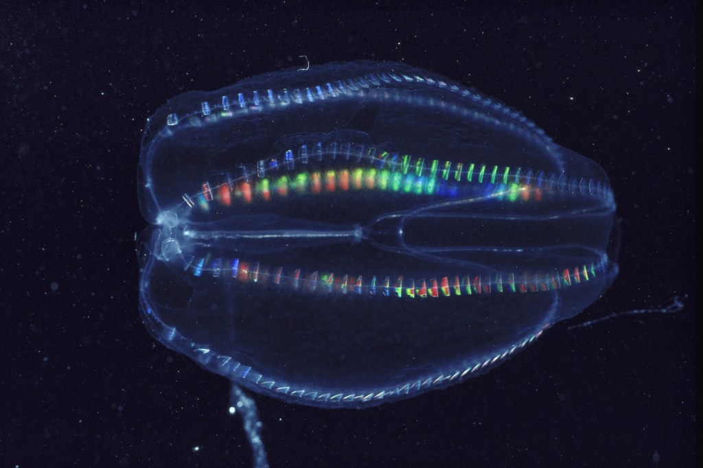 comb-jellies-can-fuse-together-to-form-one-individual