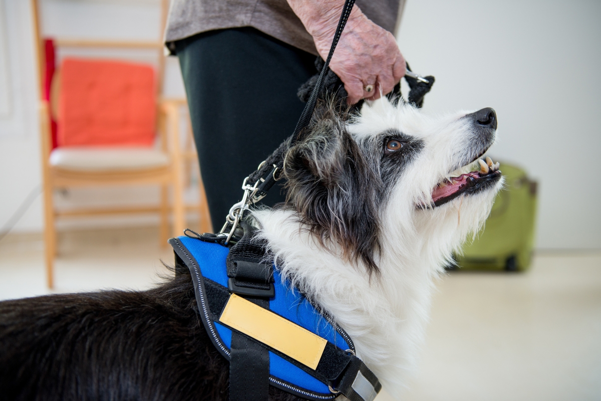 Therapy Dogs Are Great—But How Do They Feel About Their Jobs?