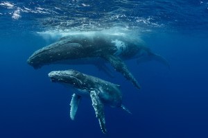 countless-gallons-of-whale-pee-are-keeping-our-oceans-alive